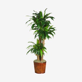 Corn Stalk Dracaena Real Touch Plant with Planter - Green