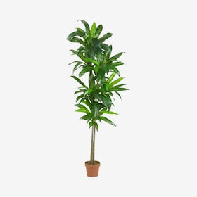 Real Touch Dracaena Plant - Green / Lime