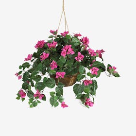 Bougainvillea Hanging Basket - Pink