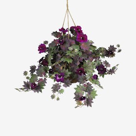 Morning Glory Hanging Basket - Purple / Green