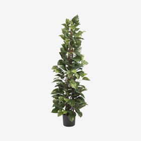 Pothos Climbing Plant - Green