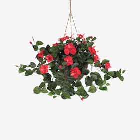 Hibiscus Hanging Basket - Red