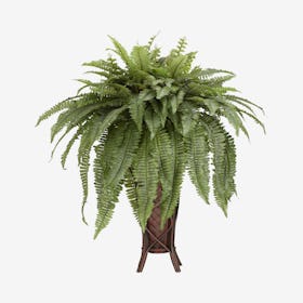 Boston Fern with Stand Plant - Green