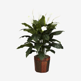 Spathyfillum Plant with Vase - Green