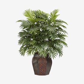Areca Plant with Vase - Green