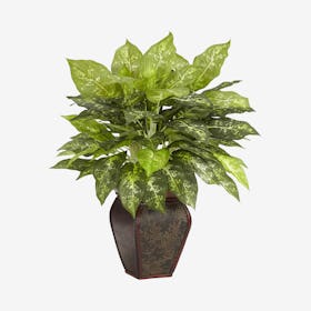 Dieffenbachia Plant with Decorative Vase - Green