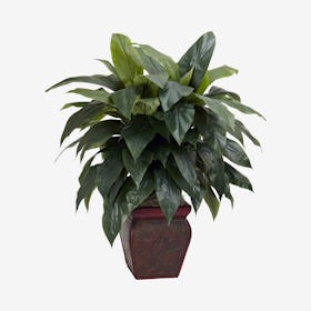 Cordyline with Decorative Vase - Green