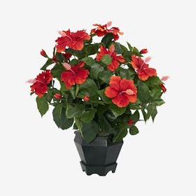 Hibiscus Plant with Hexagon Vase - Red