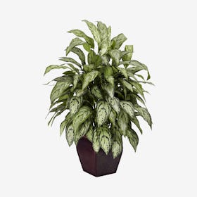 Silver Queen Plant with Decorative Planter - Green