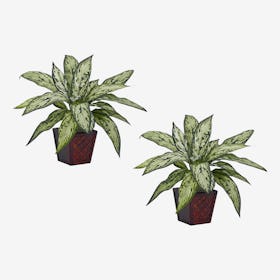 Silver Queen Plants - Green - Set of 2