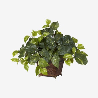 Pothos Plant with Coiled Rope Planter - Green