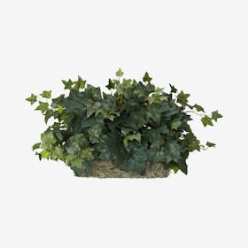Ivy Ledge Plant - Green