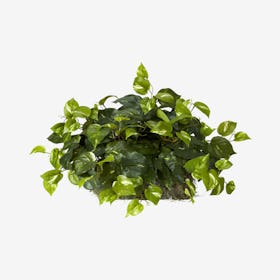 Pothos Ledge Plant - Green