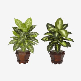 Golden Dieffenbachia Plants with Vases - Green - Set of 2