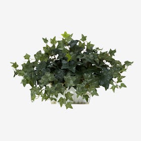 Ivy Plant with Planter - Green