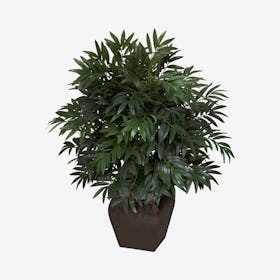 Double Bamboo Palm Plant with Decorative Planter - Green