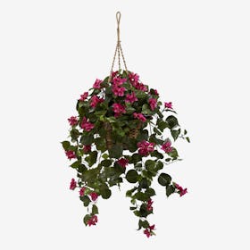 Bougainvillea Hanging Basket - Purple