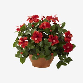 Hibiscus with Planter - Red