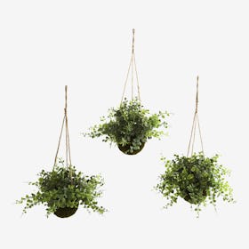 Eucalyptus, Maiden Hair and Berry Hanging Basket - Green - Set of 3