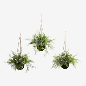 Ruscus, Sedum and Springeri Hanging Basket - Green - Set of 3