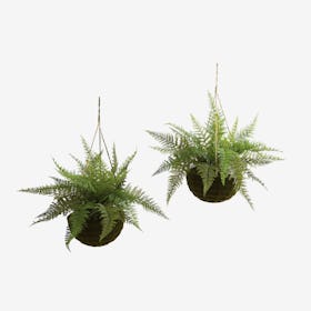 Indoor / Outdoor Fern Hanging Baskets - Green - Set of 2