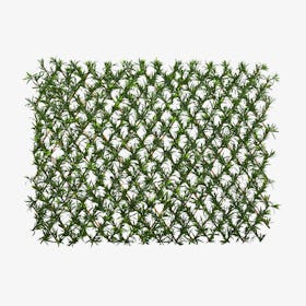 Podocarpus Expandable Fence - Green