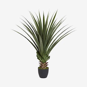 Spiked Agave Plant - Green