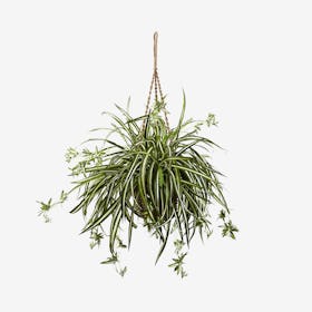 Spider Plant Hanging Basket - Green