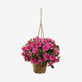 Azalea Hanging Basket - Pink