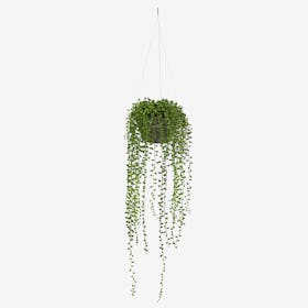 String of Pearls with Hanging Basket - Green