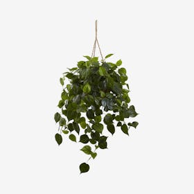 Indoor / Outdoor UV Resistant Philodendron Hanging Basket - Green