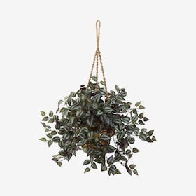 Wandering Jew Hanging Basket - Green