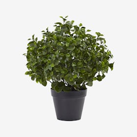 Indoor / Outdoor UV Resistant Peperomia Plant - Green
