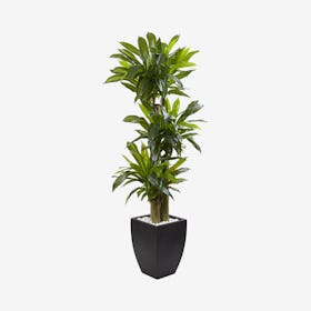 Corn Stalk Dracaena with Planter - Green