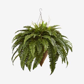 Giant Boston Fern with Cone Hanging Basket - Green