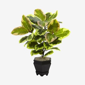 Variegated Rubber Leaf with Planter - Green