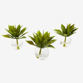 Agave Succulent Plants with Vases - Green - Set of 3