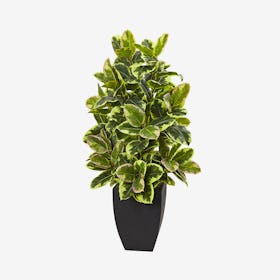 Rubber Plant with Planter - Green