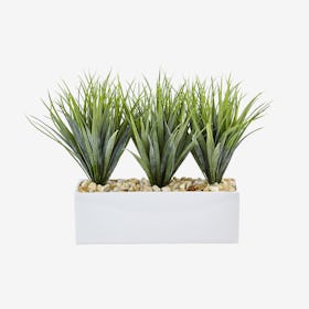 Vanilla Grass in Rectangular Planter - Green