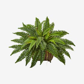 Boston Fern in Metal Planter - Green