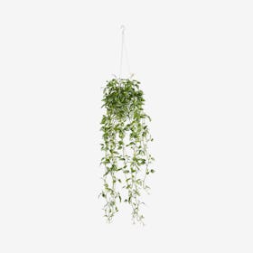 Variegated Wandering Jew Hanging Basket - Green