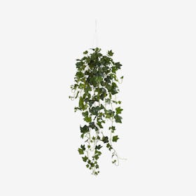 English Ivy Bush Hanging Basket - Green