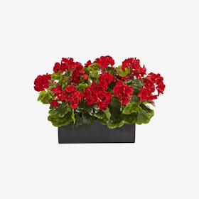 Indoor / Outdoor UV Resistant Geranium in Planter - Red