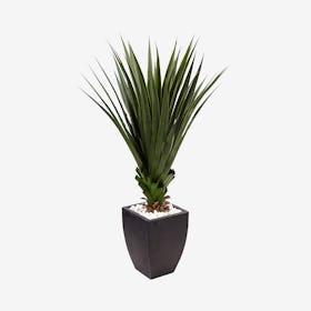 Indoor / Outdoor Spiked Agave in Planter - Green