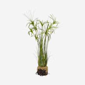 Papyrus Plant with Faux Soil - Green