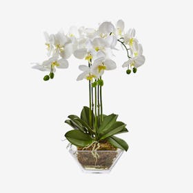Phalaenopsis in Vase - White