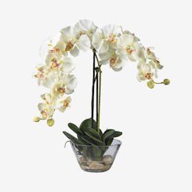 Phalaenopsis Flower Arrangement with Vase - White / Purple