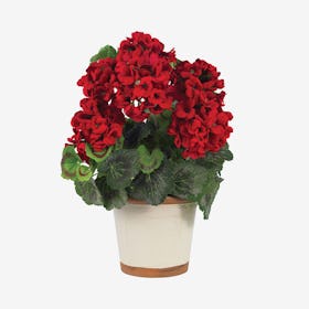 Geranium Flower Arrangement with Vase - Red