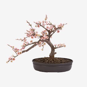 Cherry Blossom Bonsai Tree - Pink
