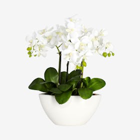 Phalaenopsis Flower Arrangement with Vase - White